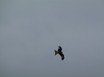 SX22078 Red Kite (Milvus milvus).jpg